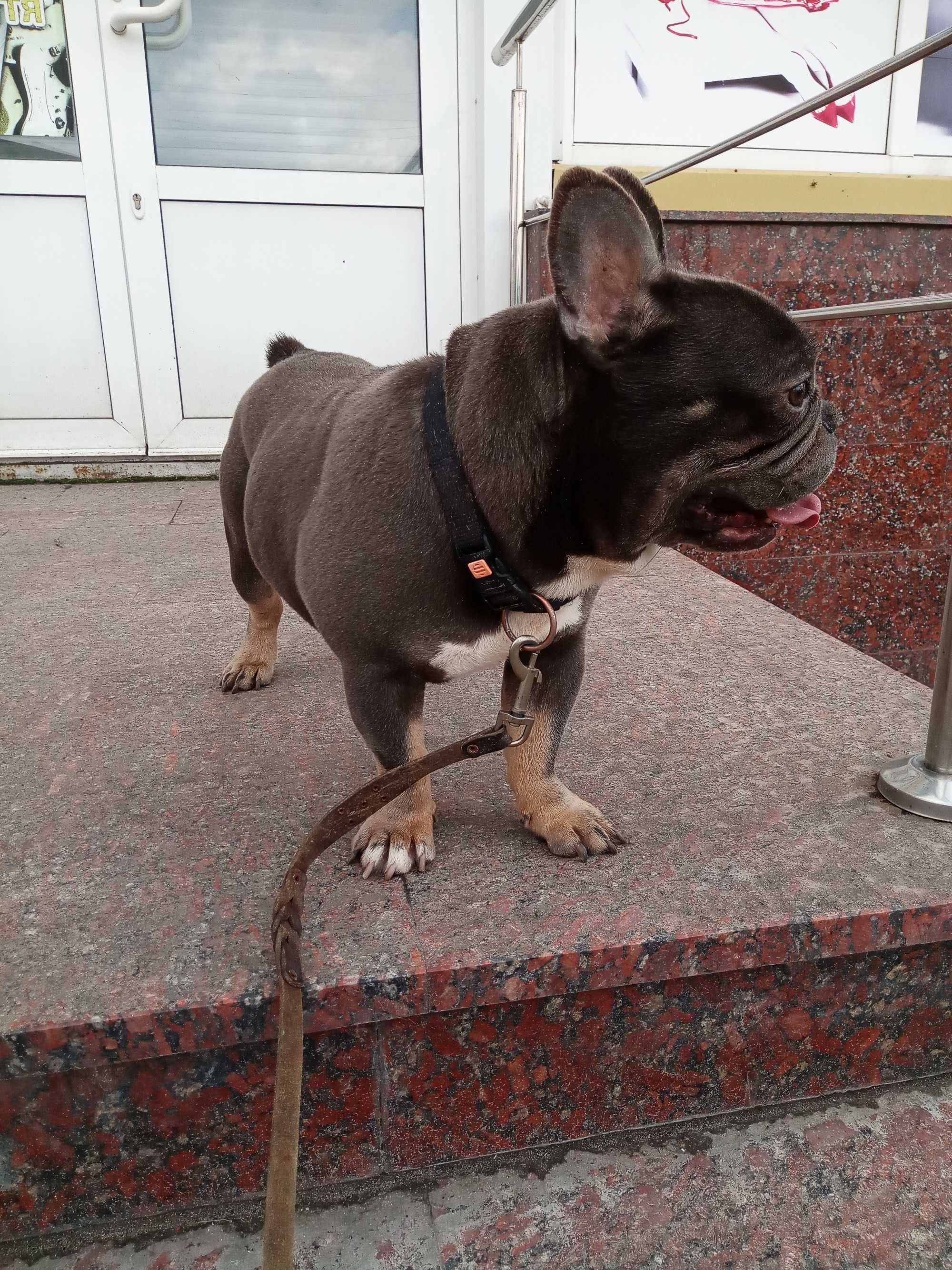 Голубо-підпалий французський бульдог в'язка