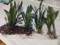 Sansevieria gwinejska