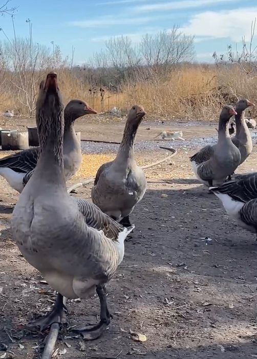 Жива домашня птиця