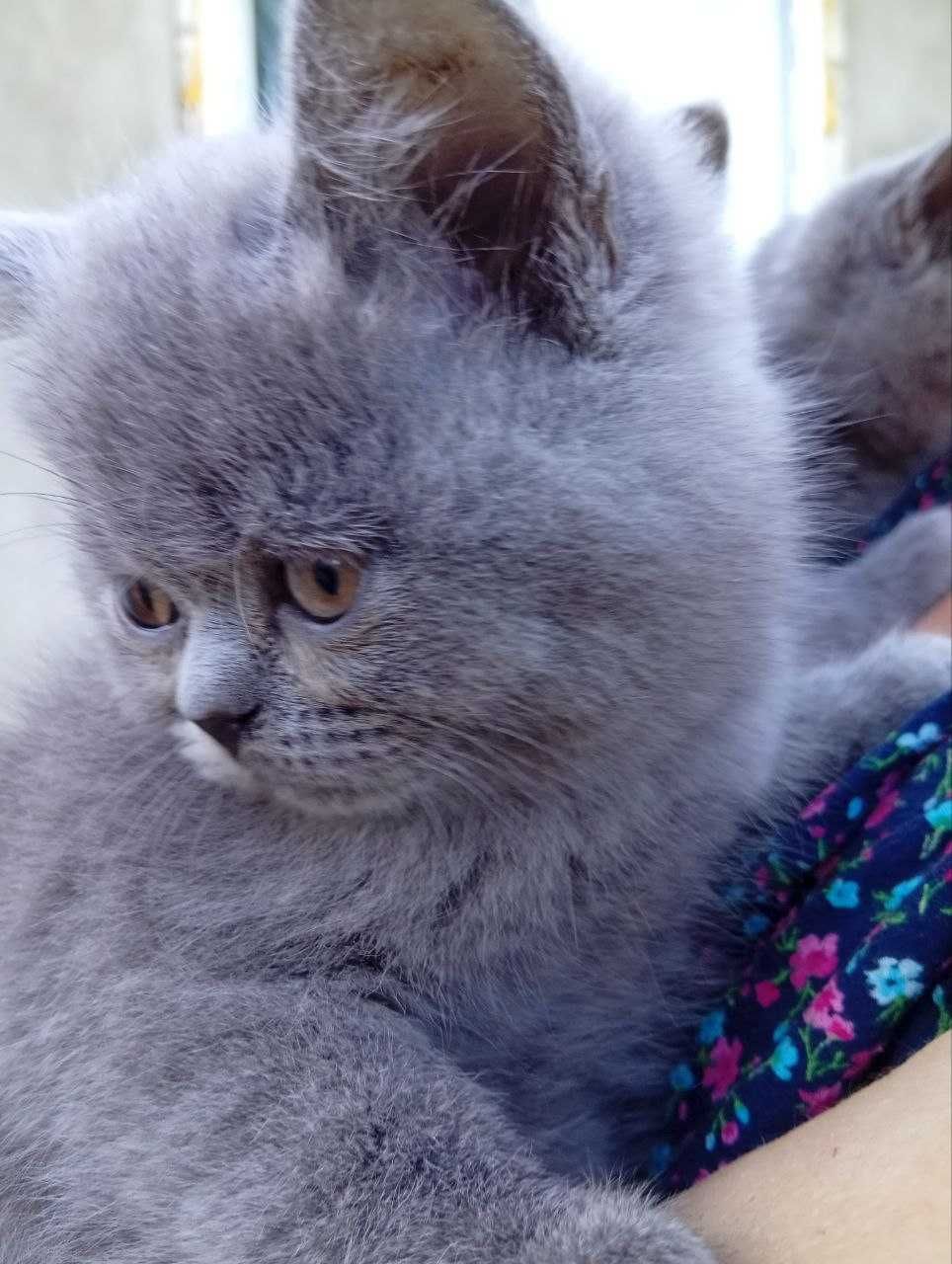 Кошенята шотландські