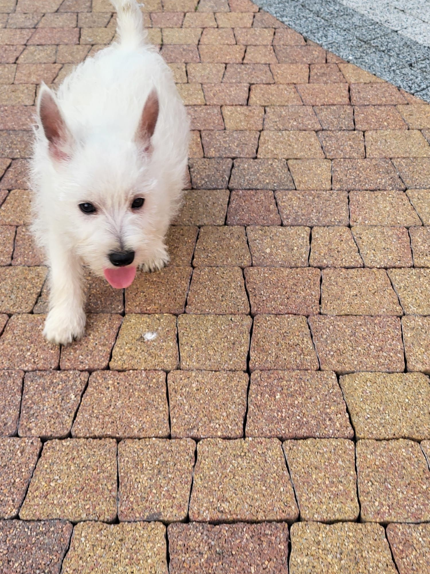 West Highland White Terrier-Suczka