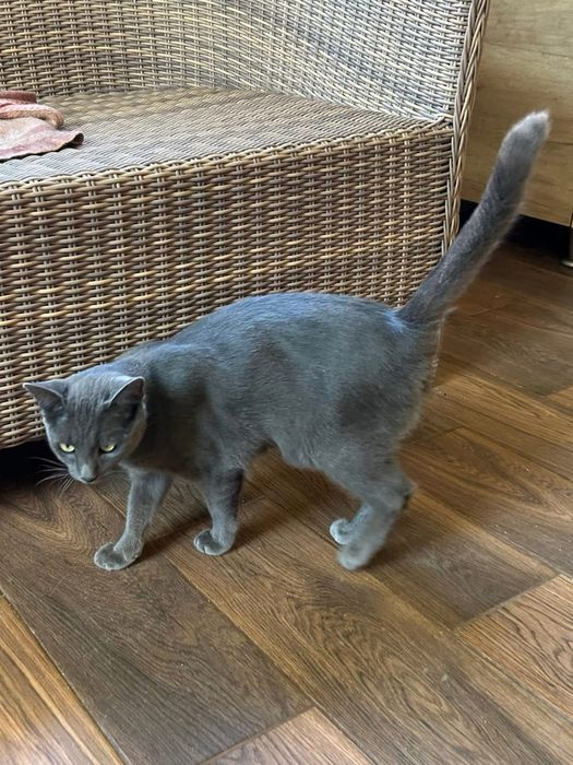 Котик сірий шукає сімʼю! Вік до 1 року. Кастрований. Волонтерський.