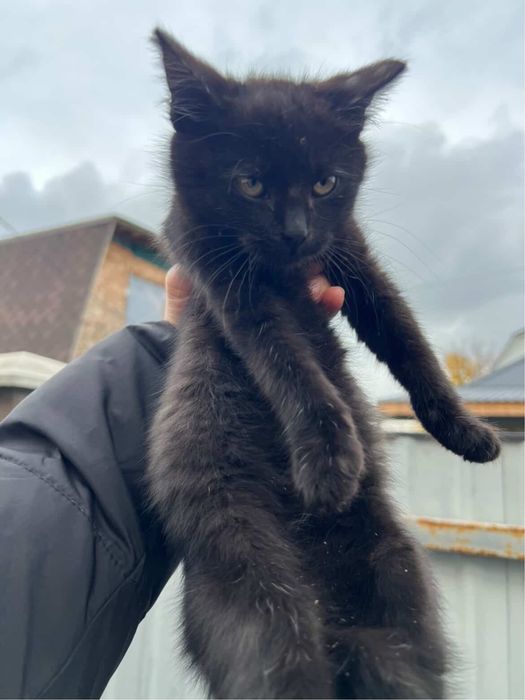 Кошенята шукають домівки