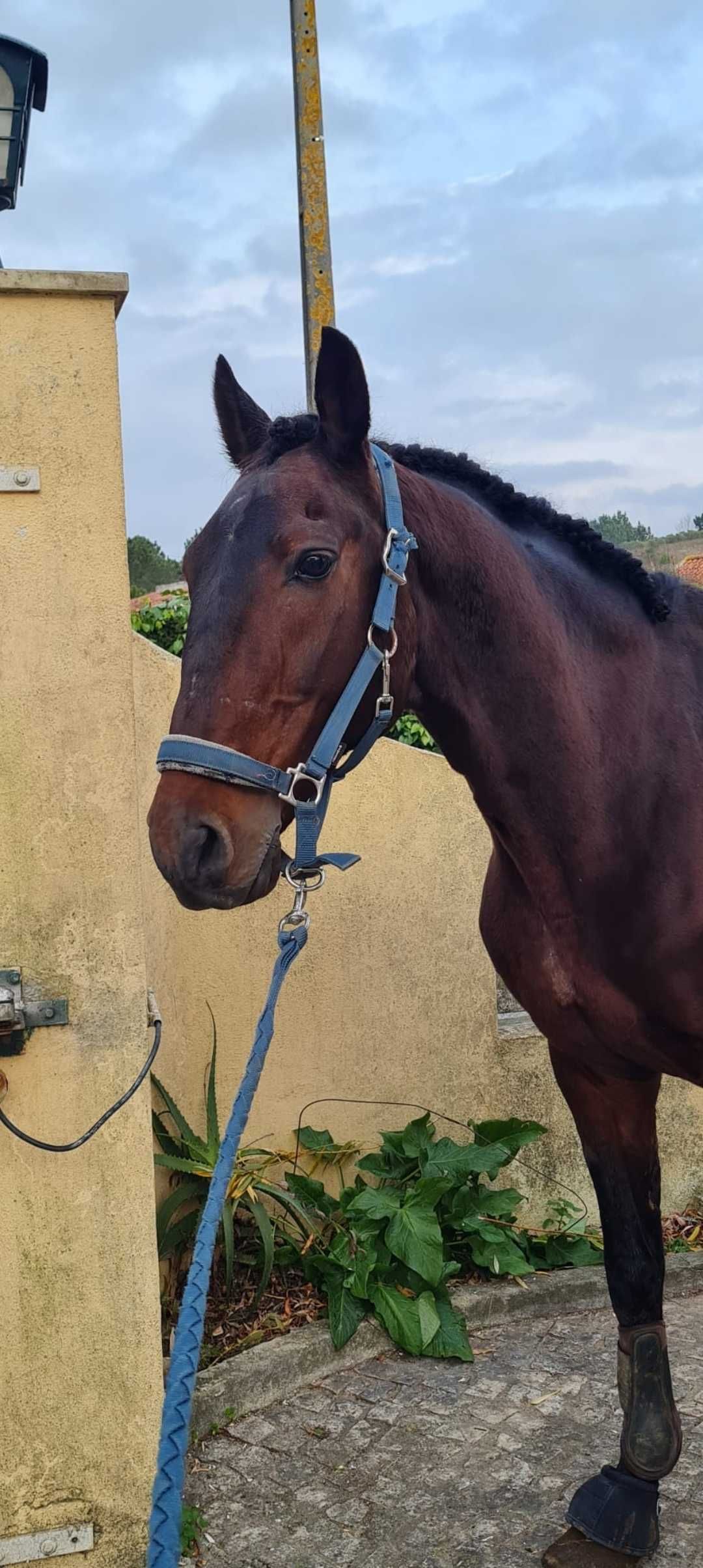 Cavalo cruzado 9 anos 1.61