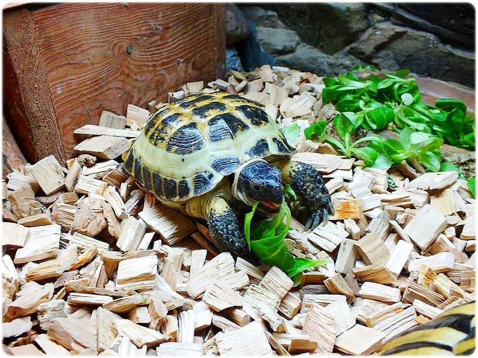 Duże Terrarium z szafką + Żółw / Żółwie z dokumentami i wyposażeniem