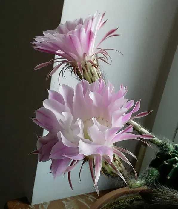 Kaktus sadzonka odmiana