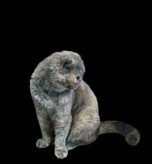 Голубо-кремовая скоттиш фолд Плюша