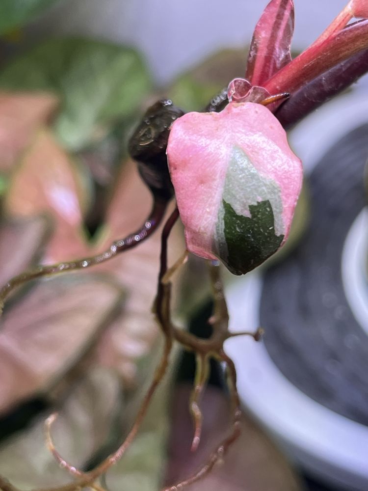 Philodendron Pink Princess nie TC