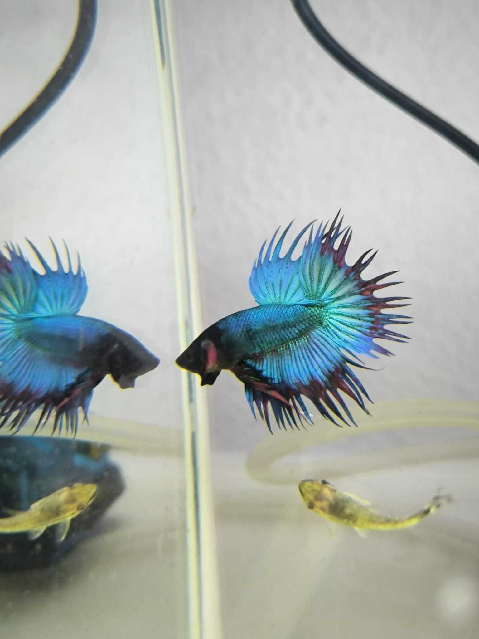 Betta Crowntail , entre outros