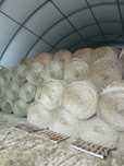 Sprzedam siano zielone transport