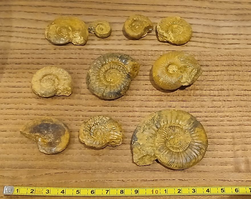 Zestaw amonitów jurajskich. Wyprzedaż kolekcji.