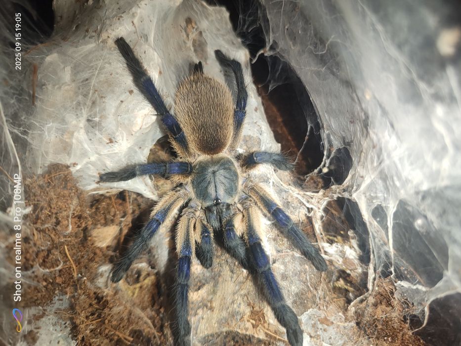 Sprzedam samiec monocentropus balfouri wylinkę do dorosłości