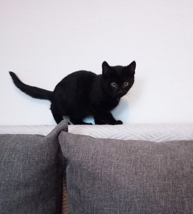 Mały kotek do oddania w dobre ręce