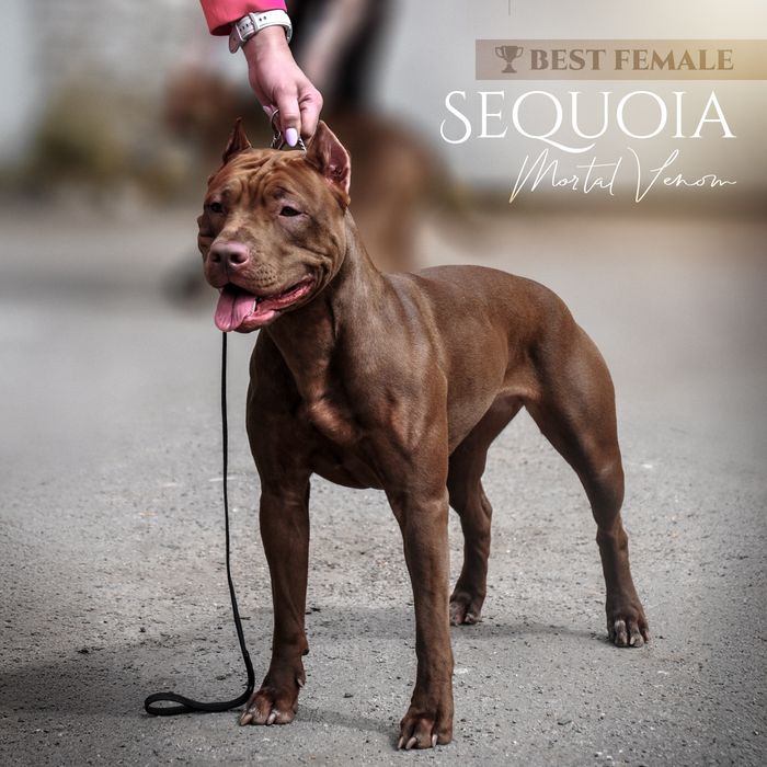 Крутезний хлопець американського пітбультерєра, пітбуль, піт, АПБТ,