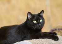 Наоми, 2 года, красивая черная кошка, кошечка