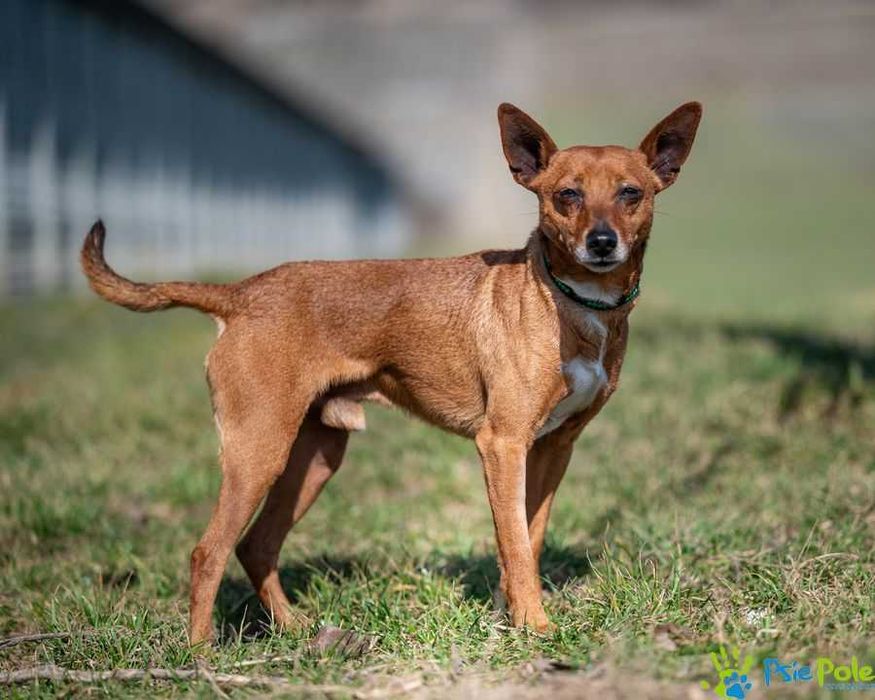 Malutki atletyczny psiak Kurierek