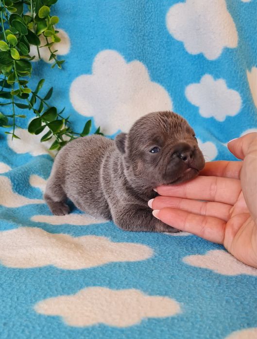 Estupenda Blue&Tan Bulldog/Bouledougue Frances de Qualidade