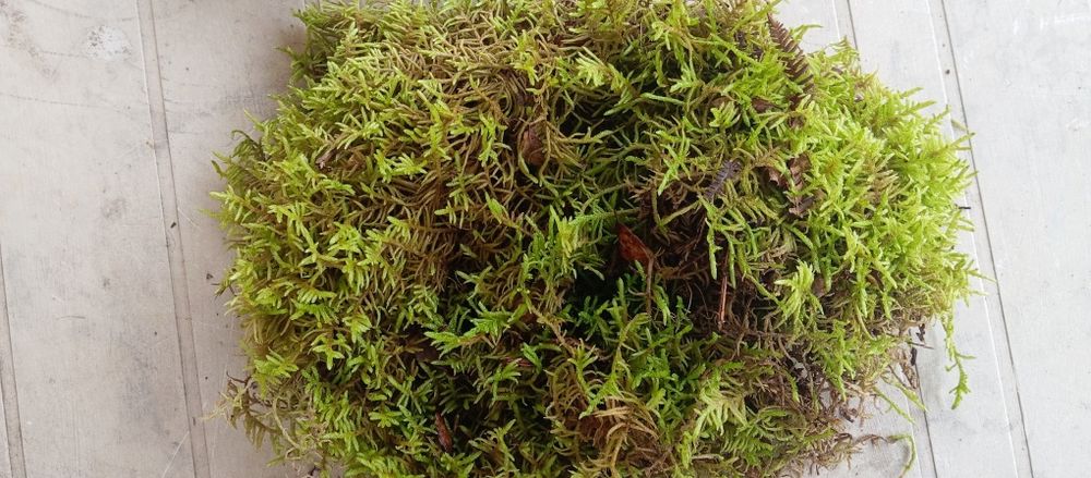 Musgo Natural para Presépio [Disponível]