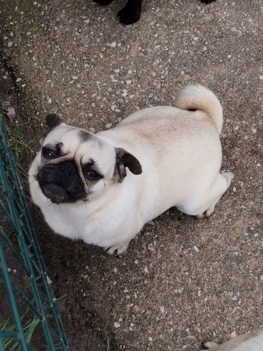 Pug Carlin Fêmea