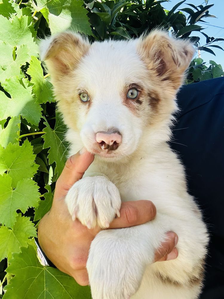 Menino border collie red merle um olho azul outro verde
