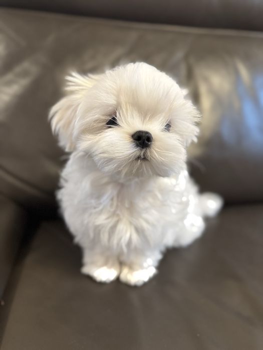 Uroczy piesek maltańczyk z rodowodem ZKwP FCI