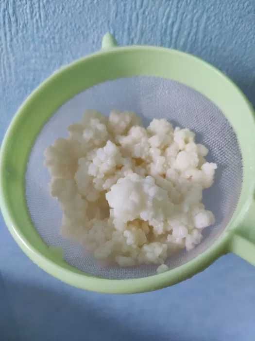 Grzybek tybetański na prebiotyczny kefir | Usuwa metale ciężkie | B12