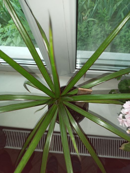 Кімнатні рослини. Продаж.