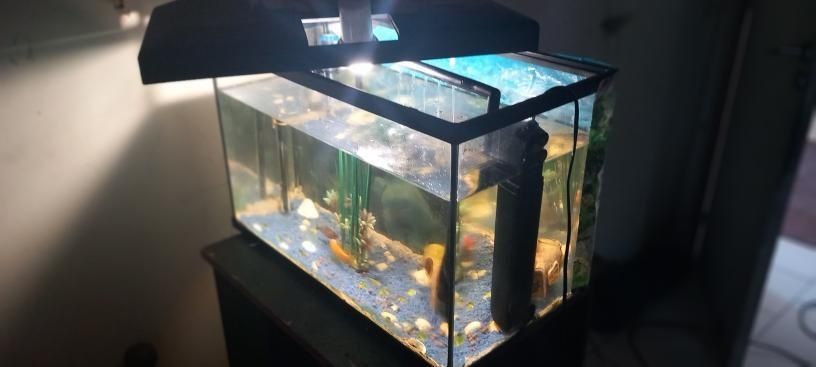 Aquario com peixes de agua fria