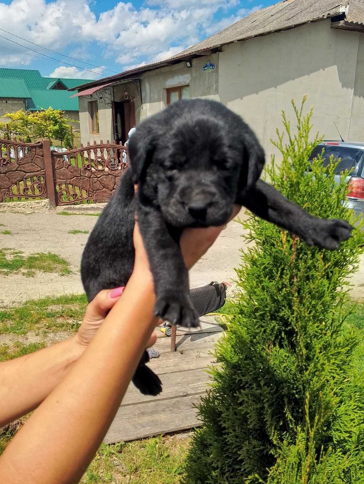 Продам Лабрадор ретрівер