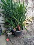 YUCAS enraizadas
