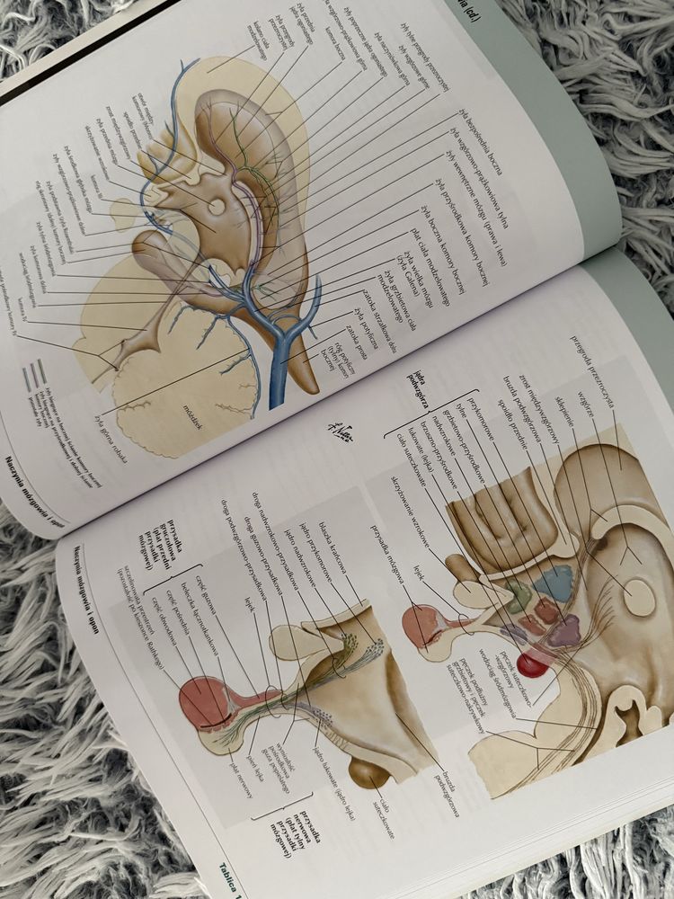 Atlas anatomii czlowieka Netter