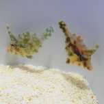Acreichthys tomentosus - ryba - akwarium morskie