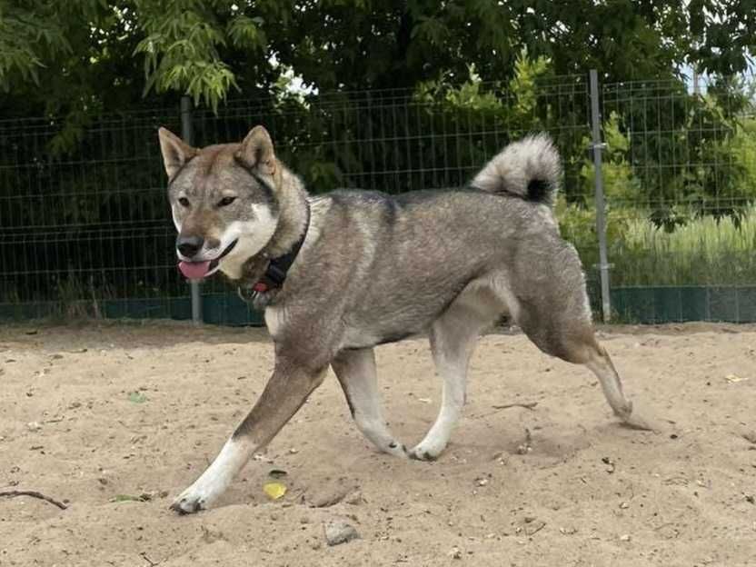 Shikoku ,piękny, japoński dostojny inteligentny pies.