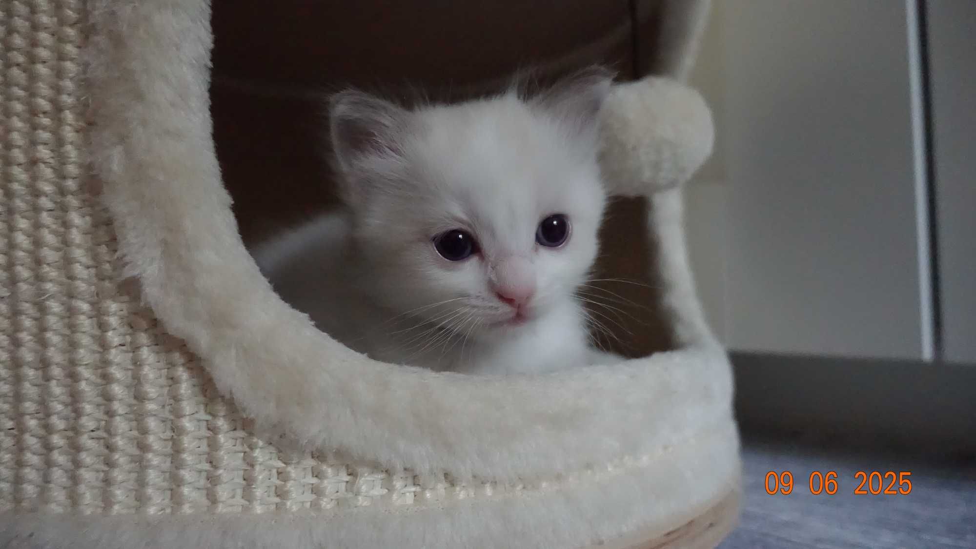 Kotek rasy Ragdoll, Bicolour blue z wyprawką!
