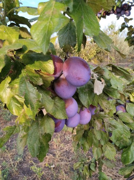 Продам яблука\ яблоки домашні