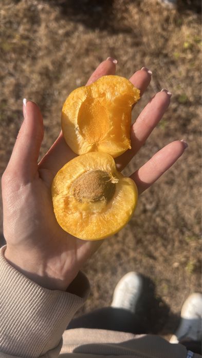 Саджанці / саженцы (персик, абрикос)