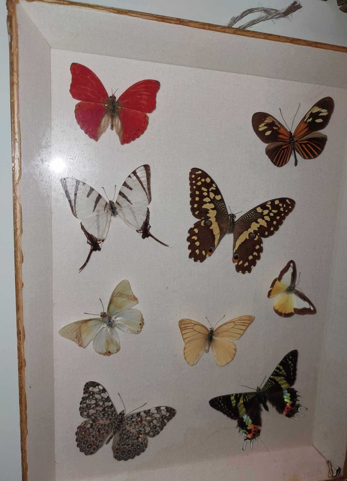 Motyle gablota z motylami owady  obraz