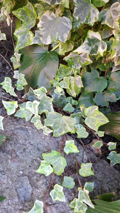 Тіньовитривалі квіти: плющі й  барвінки різні, бересклет Форчуна