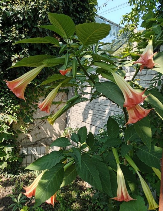 Продам бругмансiя - рожева