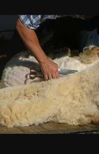 Продаємо вовну - шерсть овечу