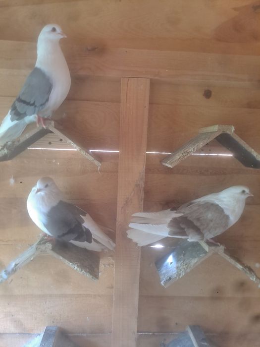 Gołębie orliki boki