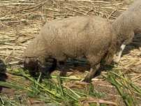 Vendo borrego cruzado suffolk
