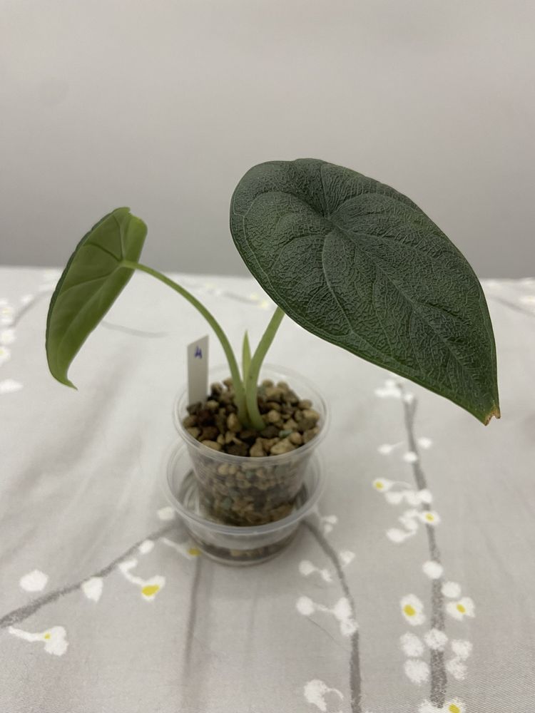 Alocasia Melo babys