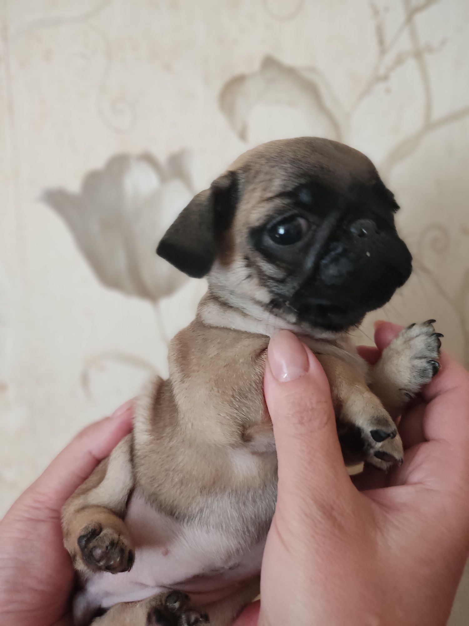 Бомбезний і дивовижний мопсик, хлопчик і красуня-дівчинка