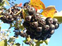 Aronia Darmowa Dostawa Polski SUPERFOOD Idealna na soki przetwory