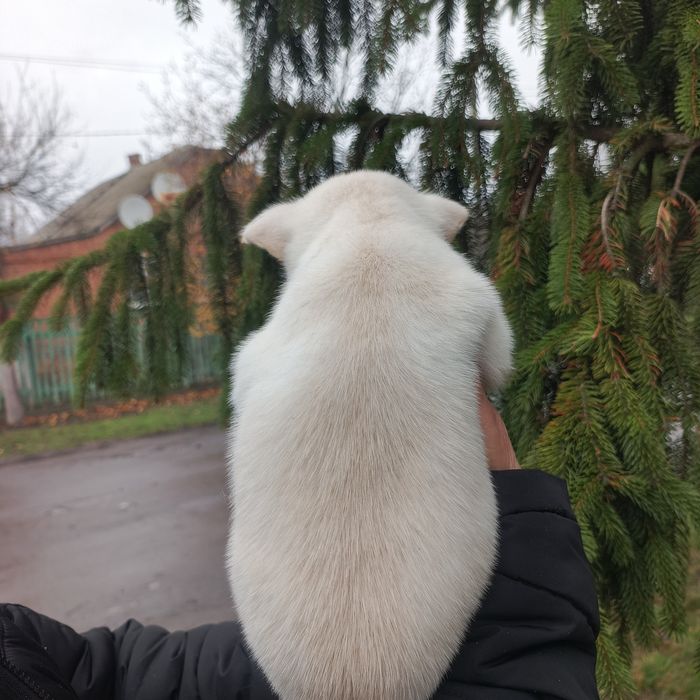 Девочка, чихуахуа + шпиц