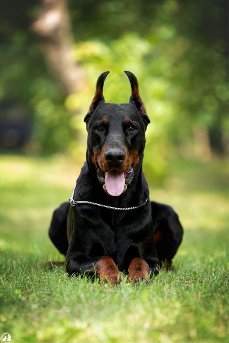 Доберман для вязки КСУ