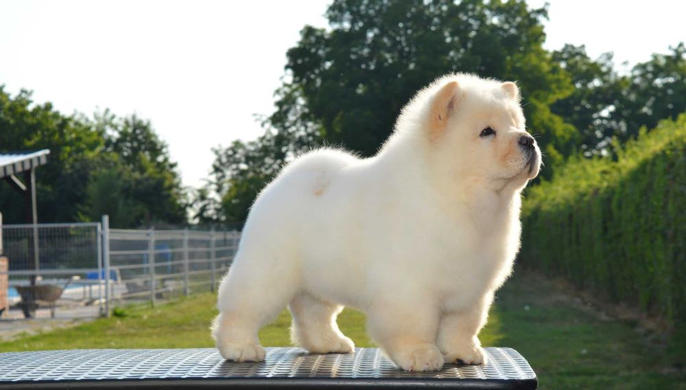 Chow Chow disponível