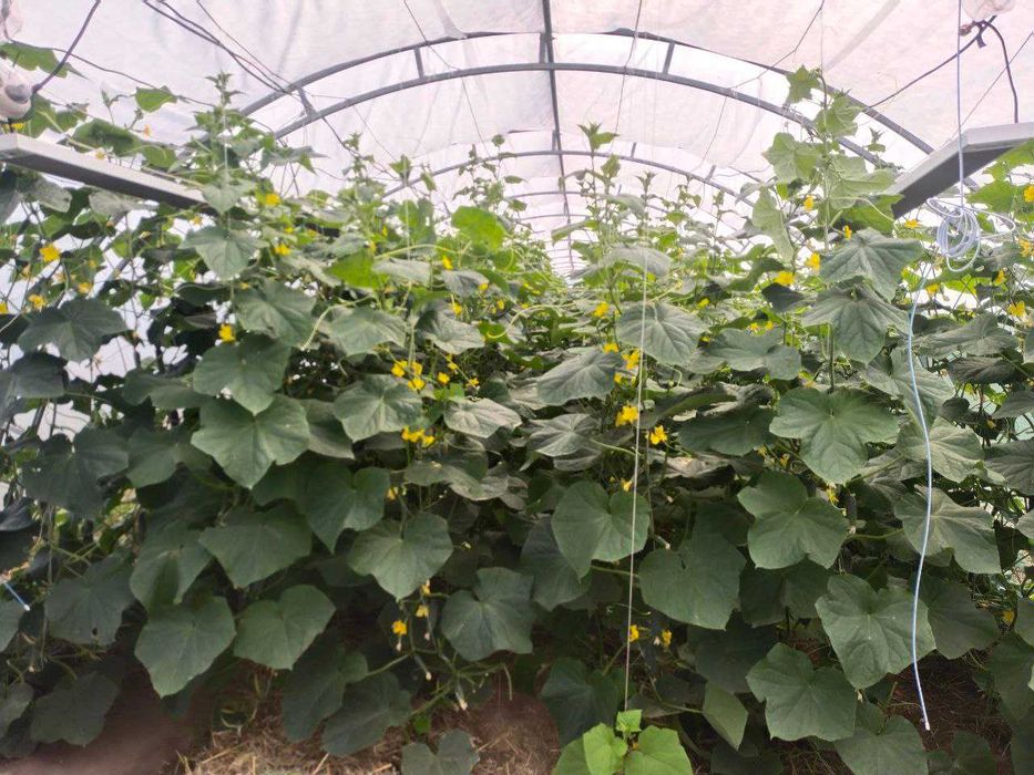 Теплиця + ділянка, Трипілля