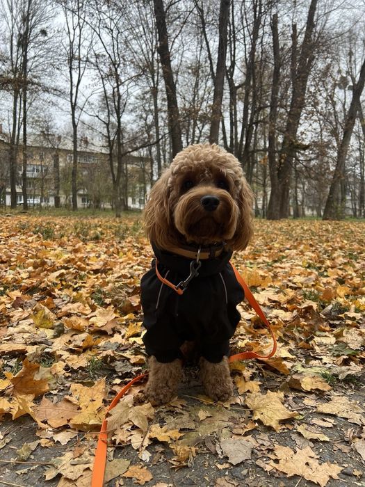 Хлопчик кокапу шукає дівчинку.